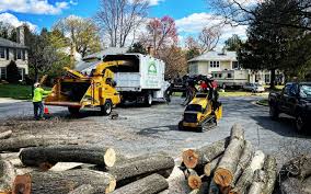 How Our Tree Care Process Works  in  Fraser, MI