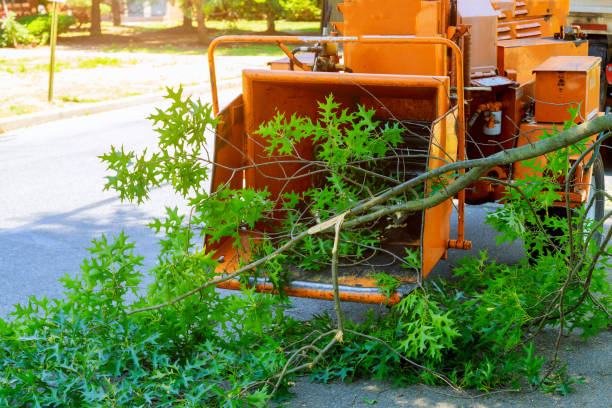 Best Fruit Tree Pruning  in Fraser, MI