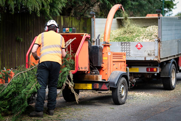 Trusted Fraser, MI Tree Care Services Experts