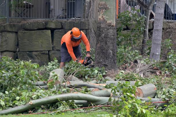 Best Tree and Shrub Care  in Fraser, MI