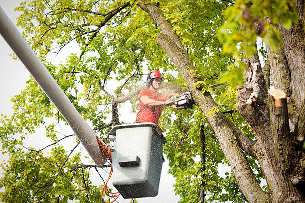 Best Tree Removal  in Fraser, MI